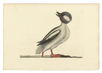 CATESBY, MARK. Six hand-colored engraved plates,